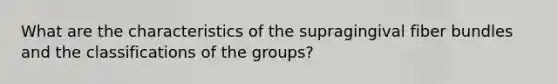 What are the characteristics of the supragingival fiber bundles and the classifications of the groups?