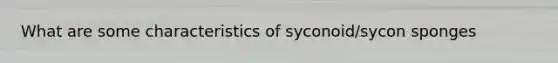 What are some characteristics of syconoid/sycon sponges