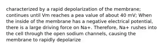 characterized by a rapid depolarization of the membrane; continues until Vm reaches a pea value of about 40 mV; When the inside of the membrane has a negative electrical potential, there is a large driving force on Na+. Therefore, Na+ rushes into the cell through the open sodium channels, causing the membrane to rapidly depolarize