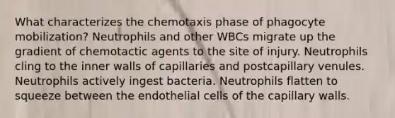 What characterizes the chemotaxis phase of phagocyte mobilization? Neutrophils and other WBCs migrate up the gradient of chemotactic agents to the site of injury. Neutrophils cling to the inner walls of capillaries and postcapillary venules. Neutrophils actively ingest bacteria. Neutrophils flatten to squeeze between the endothelial cells of the capillary walls.