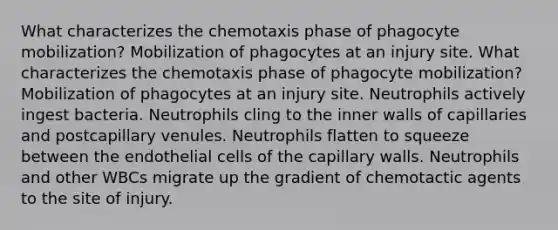 What characterizes the chemotaxis phase of phagocyte mobilization? Mobilization of phagocytes at an injury site. What characterizes the chemotaxis phase of phagocyte mobilization? Mobilization of phagocytes at an injury site. Neutrophils actively ingest bacteria. Neutrophils cling to the inner walls of capillaries and postcapillary venules. Neutrophils flatten to squeeze between the endothelial cells of the capillary walls. Neutrophils and other WBCs migrate up the gradient of chemotactic agents to the site of injury.