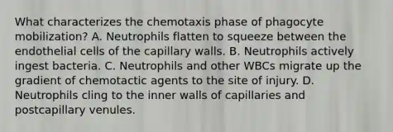 What characterizes the chemotaxis phase of phagocyte mobilization? A. Neutrophils flatten to squeeze between the endothelial cells of the capillary walls. B. Neutrophils actively ingest bacteria. C. Neutrophils and other WBCs migrate up the gradient of chemotactic agents to the site of injury. D. Neutrophils cling to the inner walls of capillaries and postcapillary venules.