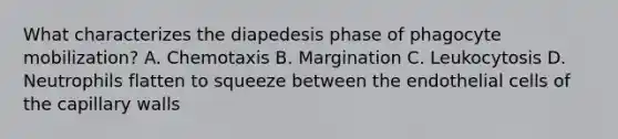 What characterizes the diapedesis phase of phagocyte mobilization? A. Chemotaxis B. Margination C. Leukocytosis D. Neutrophils flatten to squeeze between the endothelial cells of the capillary walls