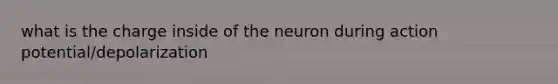 what is the charge inside of the neuron during action potential/depolarization