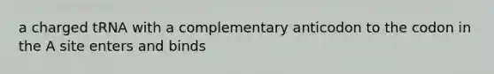 a charged tRNA with a complementary anticodon to the codon in the A site enters and binds