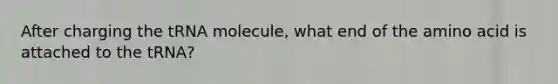 After charging the tRNA molecule, what end of the amino acid is attached to the tRNA?