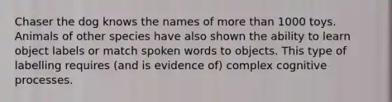 Chaser the dog knows the names of more than 1000 toys. Animals of other species have also shown the ability to learn object labels or match spoken words to objects. This type of labelling requires (and is evidence of) complex cognitive processes.