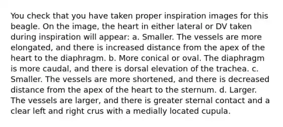 You check that you have taken proper inspiration images for this beagle. On the image, the heart in either lateral or DV taken during inspiration will appear: a. Smaller. The vessels are more elongated, and there is increased distance from the apex of the heart to the diaphragm. b. More conical or oval. The diaphragm is more caudal, and there is dorsal elevation of the trachea. c. Smaller. The vessels are more shortened, and there is decreased distance from the apex of the heart to the sternum. d. Larger. The vessels are larger, and there is greater sternal contact and a clear left and right crus with a medially located cupula.