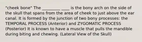 "cheek bone" The _________ ____ is the bony arch on the side of the skull that spans from the area of cheek to just above the ear canal. It is formed by the junction of two bony processes: the TEMPORAL PROCESS (Anterior) and ZYGOMATIC PROCESS (Posterior) It is known to have a muscle that pulls the mandible during biting and chewing. (Lateral View of the Skull)