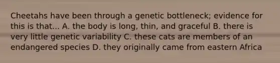 Cheetahs have been through a genetic bottleneck; evidence for this is that... A. the body is long, thin, and graceful B. there is very little genetic variability C. these cats are members of an endangered species D. they originally came from eastern Africa