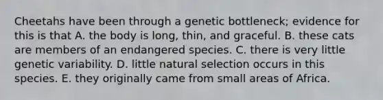 Cheetahs have been through a genetic bottleneck; evidence for this is that A. the body is long, thin, and graceful. B. these cats are members of an endangered species. C. there is very little genetic variability. D. little natural selection occurs in this species. E. they originally came from small areas of Africa.