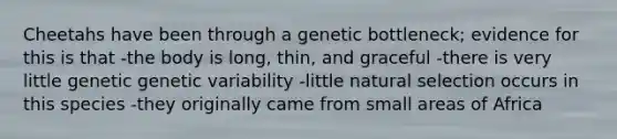 Cheetahs have been through a genetic bottleneck; evidence for this is that -the body is long, thin, and graceful -there is very little genetic genetic variability -little natural selection occurs in this species -they originally came from small areas of Africa