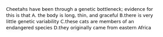 Cheetahs have been through a genetic bottleneck; evidence for this is that A. the body is long, thin, and graceful B.there is very little genetic variability C.these cats are members of an endangered species D.they originally came from eastern Africa