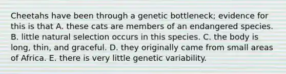 Cheetahs have been through a genetic bottleneck; evidence for this is that A. these cats are members of an endangered species. B. little natural selection occurs in this species. C. the body is long, thin, and graceful. D. they originally came from small areas of Africa. E. there is very little genetic variability.