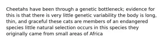 Cheetahs have been through a genetic bottleneck; evidence for this is that there is very little genetic variability the body is long, thin, and graceful these cats are members of an endangered species little natural selection occurs in this species they originally came from small areas of Africa