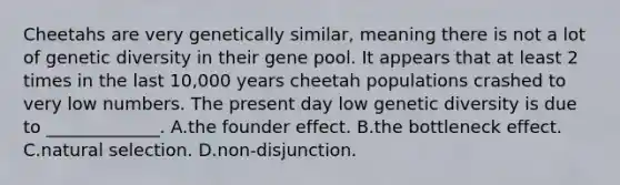 Cheetahs are very genetically similar, meaning there is not a lot of genetic diversity in their gene pool. It appears that at least 2 times in the last 10,000 years cheetah populations crashed to very low numbers. The present day low genetic diversity is due to _____________. A.the founder effect. B.the bottleneck effect. C.natural selection. D.non-disjunction.