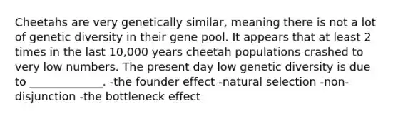 Cheetahs are very genetically similar, meaning there is not a lot of genetic diversity in their gene pool. It appears that at least 2 times in the last 10,000 years cheetah populations crashed to very low numbers. The present day low genetic diversity is due to _____________. -the founder effect -natural selection -non-disjunction -the bottleneck effect