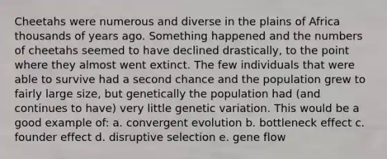 Cheetahs were numerous and diverse in the plains of Africa thousands of years ago. Something happened and the numbers of cheetahs seemed to have declined drastically, to the point where they almost went extinct. The few individuals that were able to survive had a second chance and the population grew to fairly large size, but genetically the population had (and continues to have) very little genetic variation. This would be a good example of: a. convergent evolution b. bottleneck effect c. founder effect d. disruptive selection e. gene flow