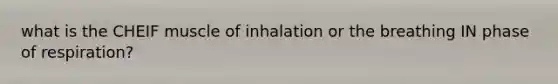 what is the CHEIF muscle of inhalation or the breathing IN phase of respiration?