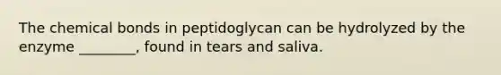 The chemical bonds in peptidoglycan can be hydrolyzed by the enzyme ________, found in tears and saliva.