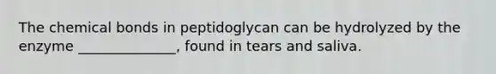 The chemical bonds in peptidoglycan can be hydrolyzed by the enzyme ______________, found in tears and saliva.