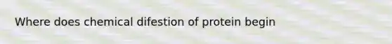 Where does chemical difestion of protein begin