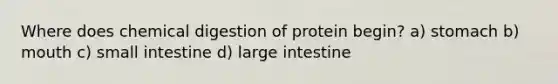 Where does chemical digestion of protein begin? a) stomach b) mouth c) small intestine d) large intestine