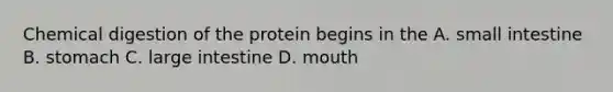 Chemical digestion of the protein begins in the A. small intestine B. stomach C. large intestine D. mouth