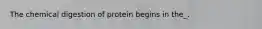 The chemical digestion of protein begins in the_.