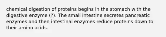 chemical digestion of proteins begins in the stomach with the digestive enzyme (?). The small intestine secretes pancreatic enzymes and then intestinal enzymes reduce proteins down to their amino acids.