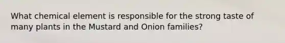 What chemical element is responsible for the strong taste of many plants in the Mustard and Onion families?