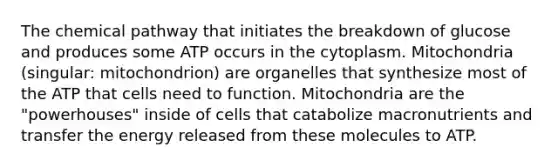 The chemical pathway that initiates the breakdown of glucose and produces some ATP occurs in the cytoplasm. Mitochondria (singular: mitochondrion) are organelles that synthesize most of the ATP that cells need to function. Mitochondria are the "powerhouses" inside of cells that catabolize macronutrients and transfer the energy released from these molecules to ATP.