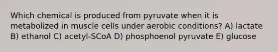 Which chemical is produced from pyruvate when it is metabolized in muscle cells under aerobic conditions? A) lactate B) ethanol C) acetyl-SCoA D) phosphoenol pyruvate E) glucose