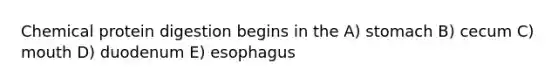 Chemical protein digestion begins in the A) stomach B) cecum C) mouth D) duodenum E) esophagus