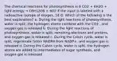 The chemical reactions for photosynthesis is 6 CO2 + 6H2O + light energy → C6H12O6 + 6O2 If the input is labeled with a radioactive isotope of oxygen, 18 O. Which of the following is the best explanation? a. During the light reactions of photosynthesis, water is split, the hydrogen atoms combine with the CO2 , and oxygen gas is released b. During the light reactions of photosynthesis, water is split, removing electrons and protons, and oxygen gas is released c. During the Calvin cycle, water is split, regenerate faster NADPH from NADP+, and oxygen gas is released d. During the Calvin cycle, water is split, the hydrogen atoms are added to intermediates of sugar synthesis, and oxygen gas is released