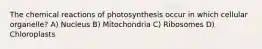 The chemical reactions of photosynthesis occur in which cellular organelle? A) Nucleus B) Mitochondria C) Ribosomes D) Chloroplasts