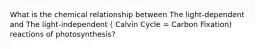 What is the chemical relationship between The light-dependent and The light-independent ( Calvin Cycle = Carbon Fixation) reactions of photosynthesis?