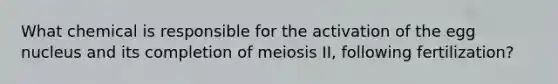 What chemical is responsible for the activation of the egg nucleus and its completion of meiosis II, following fertilization?