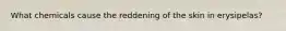 What chemicals cause the reddening of the skin in erysipelas?