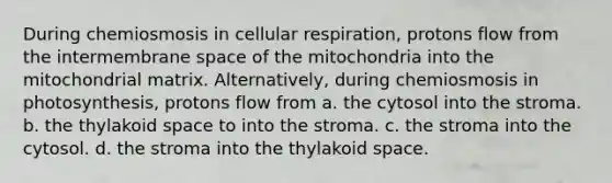 During chemiosmosis in cellular respiration, protons flow from the intermembrane space of the mitochondria into the mitochondrial matrix. Alternatively, during chemiosmosis in photosynthesis, protons flow from a. the cytosol into the stroma. b. the thylakoid space to into the stroma. c. the stroma into the cytosol. d. the stroma into the thylakoid space.