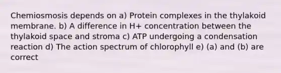 Chemiosmosis depends on a) Protein complexes in the thylakoid membrane. b) A difference in H+ concentration between the thylakoid space and stroma c) ATP undergoing a condensation reaction d) The action spectrum of chlorophyll e) (a) and (b) are correct