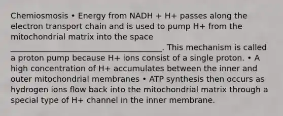 Chemiosmosis • Energy from NADH + H+ passes along the electron transport chain and is used to pump H+ from the mitochondrial matrix into the space ______________________________________. This mechanism is called a proton pump because H+ ions consist of a single proton. • A high concentration of H+ accumulates between the inner and outer mitochondrial membranes • ATP synthesis then occurs as hydrogen ions flow back into the mitochondrial matrix through a special type of H+ channel in the inner membrane.