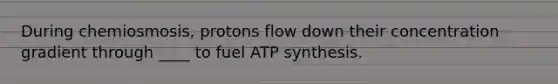 During chemiosmosis, protons flow down their concentration gradient through ____ to fuel ATP synthesis.