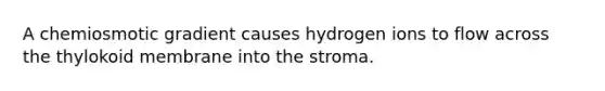 A chemiosmotic gradient causes hydrogen ions to flow across the thylokoid membrane into the stroma.