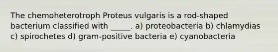 The chemoheterotroph Proteus vulgaris is a rod-shaped bacterium classified with _____. a) proteobacteria b) chlamydias c) spirochetes d) gram-positive bacteria e) cyanobacteria