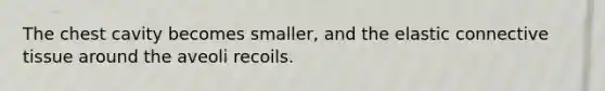 The chest cavity becomes smaller, and the elastic connective tissue around the aveoli recoils.