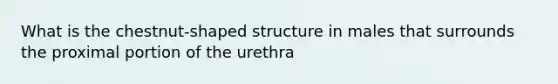 What is the chestnut-shaped structure in males that surrounds the proximal portion of the urethra