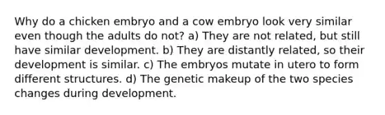 Why do a chicken embryo and a cow embryo look very similar even though the adults do not? a) They are not related, but still have similar development. b) They are distantly related, so their development is similar. c) The embryos mutate in utero to form different structures. d) The genetic makeup of the two species changes during development.