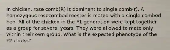 In chicken, rose comb(R) is dominant to single comb(r). A homozygous rosecombed rooster is mated with a single combed hen. All of the chicken in the F1 generation were kept together as a group for several years. They were allowed to mate only within their own group. What is the expected phenotype of the F2 chicks?