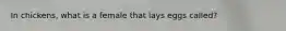 In chickens, what is a female that lays eggs called?